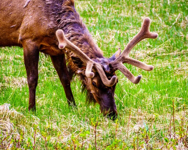 Wapiti Elk Nice Antler Grazing Jasper National Park Alberta Canada — Photo