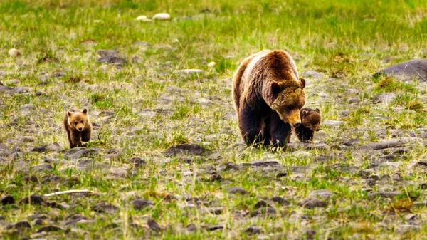 Matka Grizzly Bear Dwójką Młodych Cubsów Wędrujących Parku Narodowym Jasper — Zdjęcie stockowe