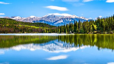 Alberta, Kanada 'daki Jasper Ulusal Parkı' nda bulunan Colin Dağı Piramit Gölü 'nün yansıması. Yamaçlardaki kahverengi ağaçlar Çam Böceği tarafından tahrip edilmiş çam ağaçlarıdır.