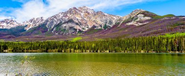 Piramit Dağı 'nın panoramik manzarası, Victoria Cross Sıradağları, Alberta, Kanada' daki Jasper Ulusal Parkı. Yamaçlardaki kahverengi ağaçlar Çam Böceği tarafından tahrip edilmiş çam ağaçlarıdır.