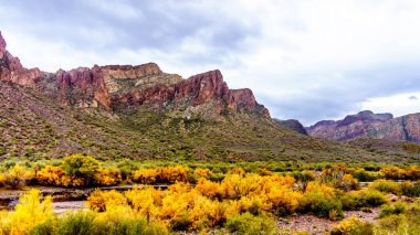 Salt Nehri ve etrafındaki dağların orta Arizona, Amerika Birleşik Devletleri 'nde sonbahar renkli çöl çalıları var.