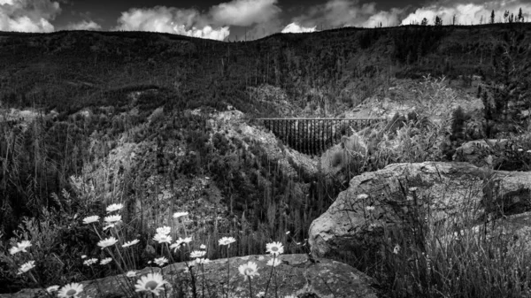 Czarno Białe Zdjęcie Drewnianego Mostu Dzikich Kwiatów Myra Canyon Opuszczonym — Zdjęcie stockowe