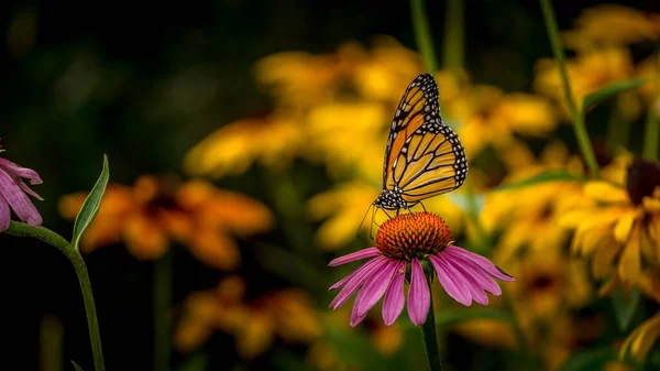 Monarch Butterfly Ένα Echinacea Purple Coneflower — Φωτογραφία Αρχείου