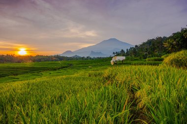 Ciremai Dağı, Majalengka, Batı Java, Endonezya manzaralı pirinç tarlaları