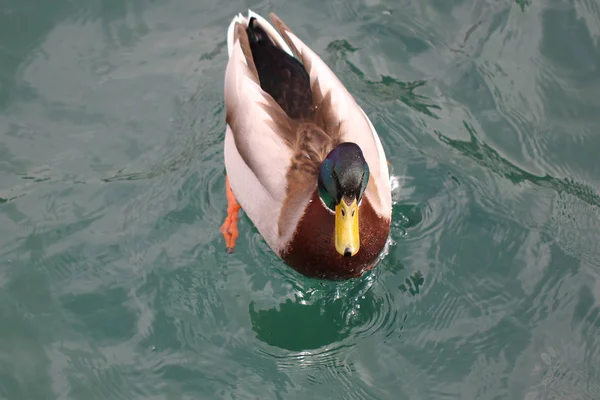 Yeşil Gölü Milli Parkı Yüzme Güneşlenme Yalnız Kabarık Ördek Hayvan — Stok fotoğraf