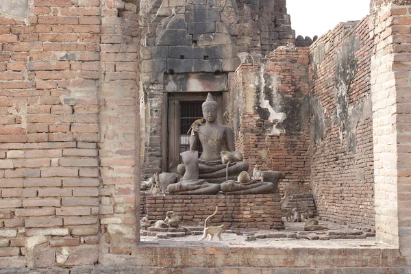 Monkey Familjen Sittande Spelar Gamla Skadade Buddha Statyn Uppriktig Djur — Stockfoto