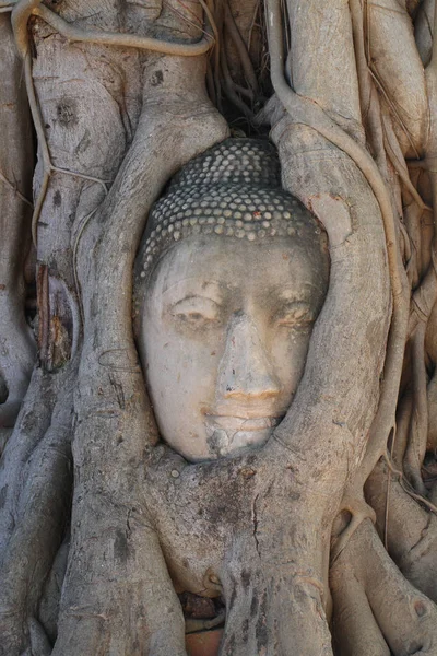 关闭被毁坏的佛像头雕像在历史公园的树根之间 旅行目的地在泰国大城 家庭装饰背景 — 图库照片
