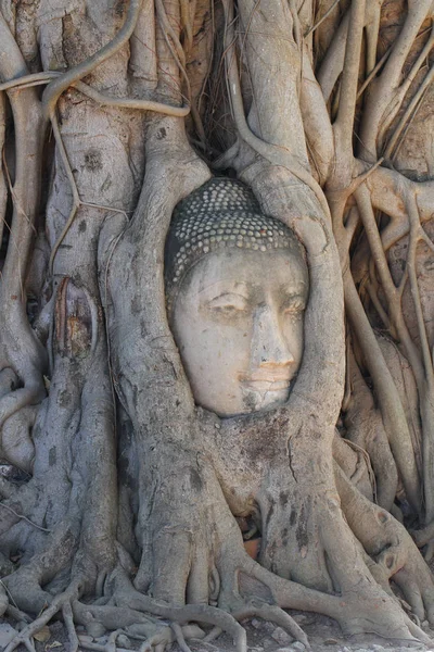 Detail Zničil Buddha Socha Pasti Mezi Kořeny Stromů Historický Park — Stock fotografie