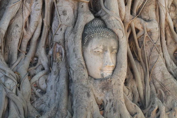 Close Ruined Buddha Head Statue Trapped Tree Roots Historical Park — Stock Photo, Image