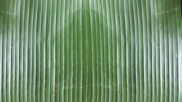 Biologisch Afbreekbaar Lade Liner Voor Tafel Restaurant Bright Banana Leaf — Stockfoto