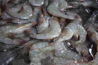 Beyaz karides, Litopenaeus vannamei buz tepsi, taze Pazar karides nefis tadı deniz ürünleri