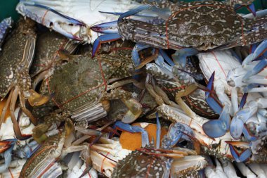 yakalanan yaşayan Freshwater yengeç, okyanus taze Pazar deniz ürünleri Restoran, hamile deniz ürünleri, lezzetli gurme şeritli kabuklu hayvanlar grubu