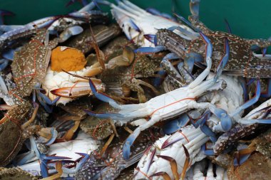 yakalanan yaşayan Freshwater yengeç, okyanus taze Pazar deniz ürünleri Restoran, hamile deniz ürünleri, lezzetli gurme şeritli kabuklu hayvanlar grubu