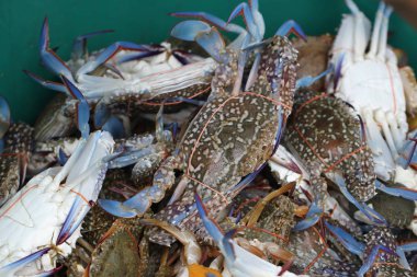 yakalanan yaşayan Freshwater yengeç, okyanus taze Pazar deniz ürünleri Restoran, hamile deniz ürünleri, lezzetli gurme şeritli kabuklu hayvanlar grubu