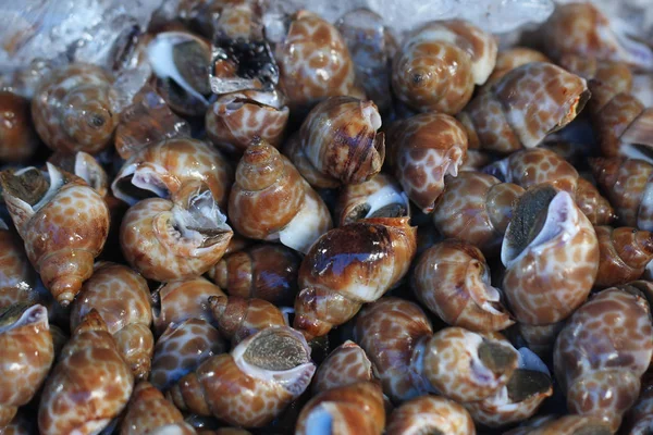Grupy Przechwycone Żywych Słodkowodne Małże Powłoki Zwierząt Ocean Świeżych Owoców — Zdjęcie stockowe