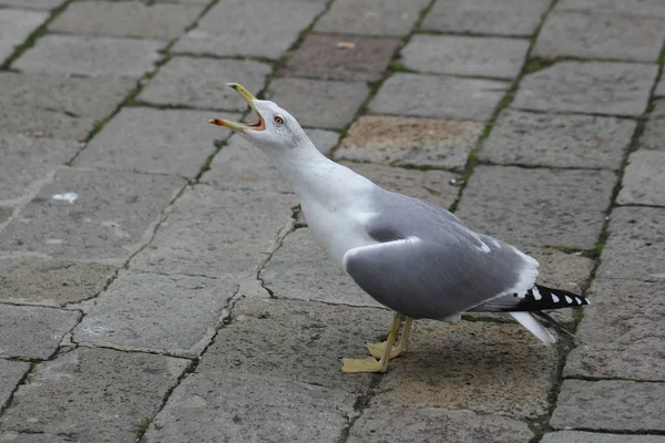 Flock Standing Seabirds Rock Floor Wild Nature Seagulls Ocean National — Stock Photo, Image