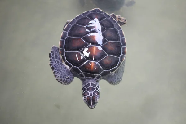 Вид Сверху Купание Маленькой Зеленой Морской Черепахи Морской Воде Милая — стоковое фото
