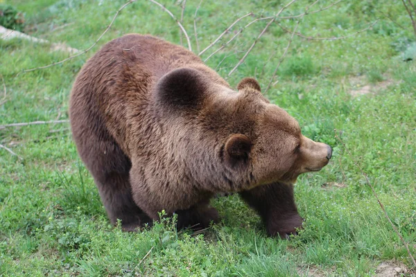 Ritratto Dell Orso Bruno Selvatico Adolescente Nel Parco Nazionale Europeo — Foto Stock