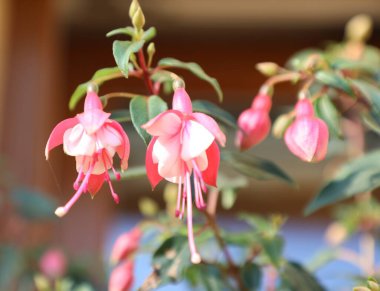 Fuchsia, güzel çiçek, Myrtales 