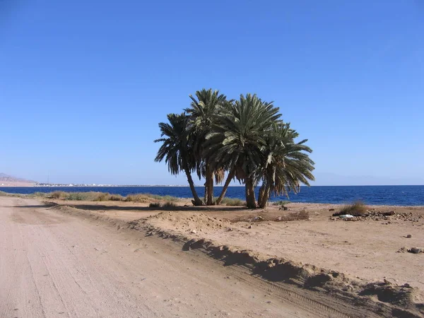 Palm Trees Sand Sea — Stock Photo, Image
