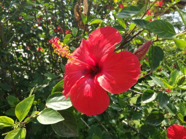 kırmızı çiçek, Hibiscus çiçek açıyor 