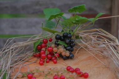 Kökündeki siyah ve kırmızı üzümler