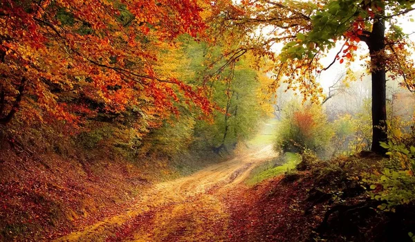 林路秋景秋景季节美丽的自然景观 图库图片