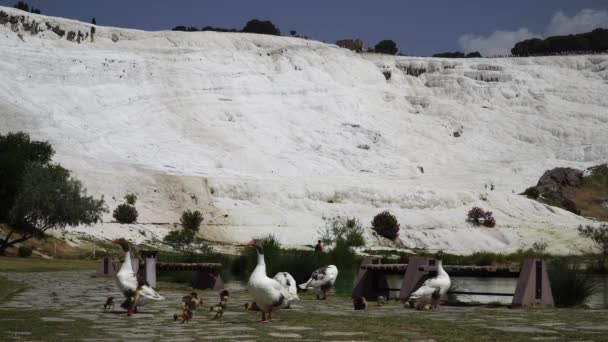 美丽的池塘在棉花的梯田前 静态射击 土耳其 — 图库视频影像