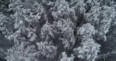 Drone görünümü. Uçan donmuş orman yukarıda. Yukarıdan aşağıya görünümü. 50 kare/sn, 4k.