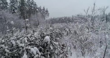 Havadan görünümü. Uçuş ağaçlar geçmiş aşağıdan ağaç başında robot. 50 kare/sn, 4k.