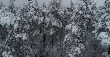 Havadan görünümü. Ağaçlar karla kaplı. Uçak aşağı taşır. 50 kare/sn, 4k.