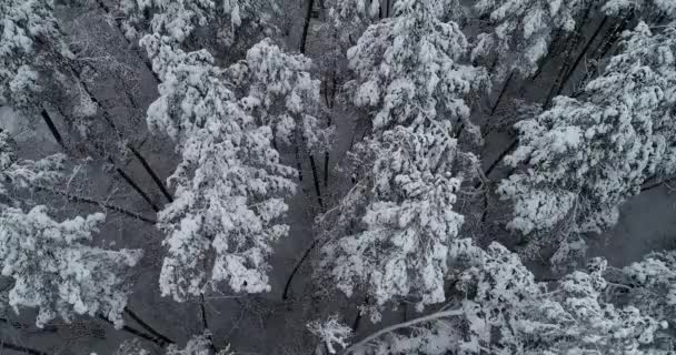 Vue Aérienne Voler Dessus Des Forêts Gelées Caméra Lève Pendant — Video