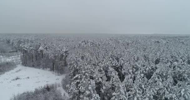 Vue Aérienne Voler Dessus Des Forêts Gelées Misty Day Drone — Video