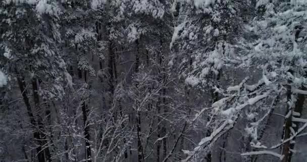 Soulèvement Aérien Hors Forêt Enneigée Les Arbres Sont Couverts Neige — Video