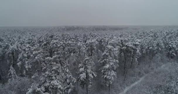 Вид Повітря Літає Над Замерзлим Лісом Поганий День Круговий Рух — стокове відео