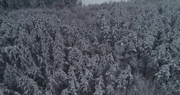 Vue Aérienne Voler Dessus Des Forêts Gelées Caméra Lève Pendant — Video