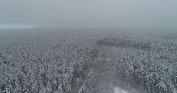 Vue Aérienne Voler Dessus Des Forêts Gelées Drone Descend Pendant — Video