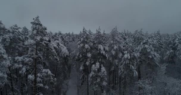 Вид Воздуха Деревья Покрыты Снегом Дрон Движется Вниз 50Fps — стоковое видео