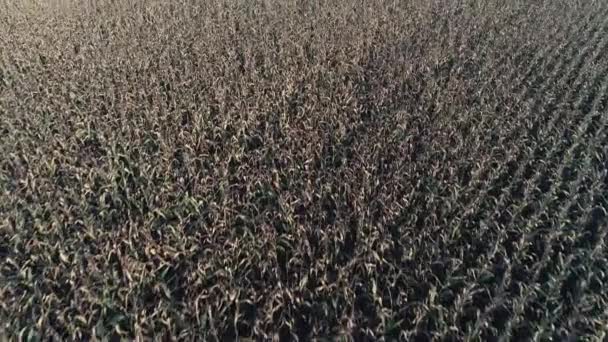 飞在成熟的干玉米地之上 空中镜头 — 图库视频影像