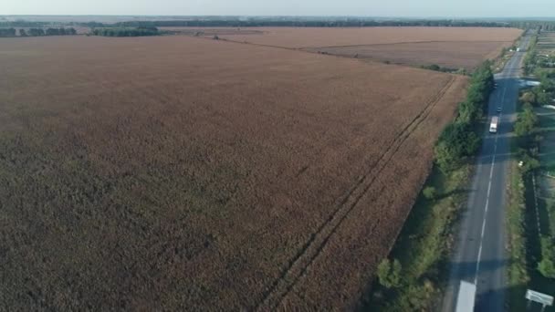 Latać Powyżej Dojrzałego Suchego Pola Kukurydzy Zdjęcia Lotnicze — Wideo stockowe