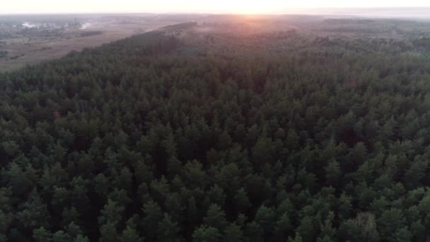 Des images aériennes. Survol de la forêt de conifères au coucher du soleil. 4K .
