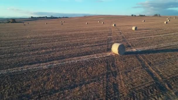 Voler Dessus Terrain Avec Beaucoup Rouleaux Foin Coucher Soleil — Video