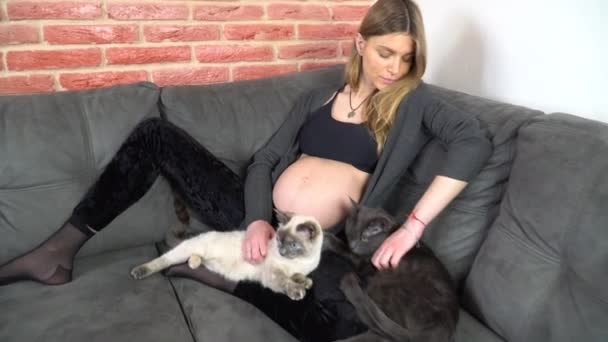 Έγκυος Γυναίκα Κάθεται Στον Καναπέ Και Παίζει Τις Γάτες Της — Αρχείο Βίντεο