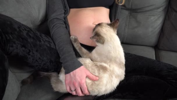 Huis Kat Knuffels Likt Buik Van Een Zwangere Vrouw Gimbal — Stockvideo