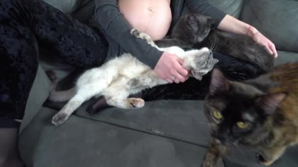 Έγκυος Γυναίκα Κάθεται Στον Καναπέ Και Παίζει Τις Γάτες Της — Αρχείο Βίντεο