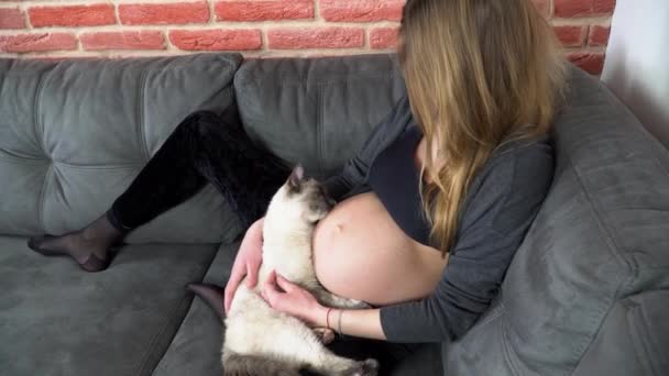 家猫は妊娠中の女性の腹を抱きしめて舐めます ジンバルショット — ストック動画