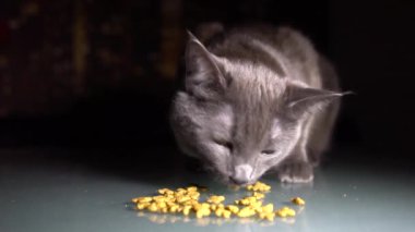 Yakından kapatın. Yavaş çekim. Aç Gri Kedi Kuru Gıda Yiyin.