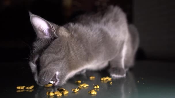 Κοντινό Αργή Κίνηση Πεινασμένη Γκρίζα Γάτα Τρώει Ξηρό Φαγητό — Αρχείο Βίντεο