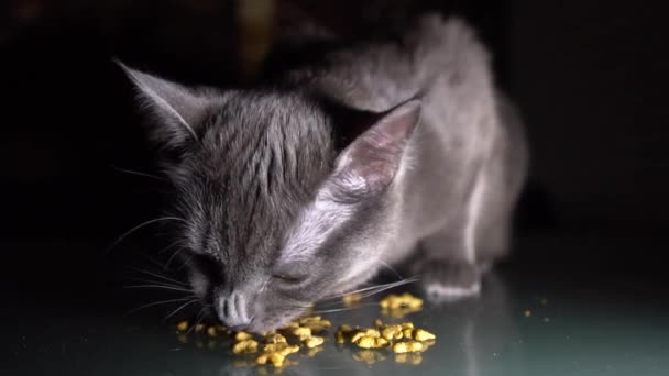 特写慢动作 饥饿的灰猫吃干粮 — 图库视频影像