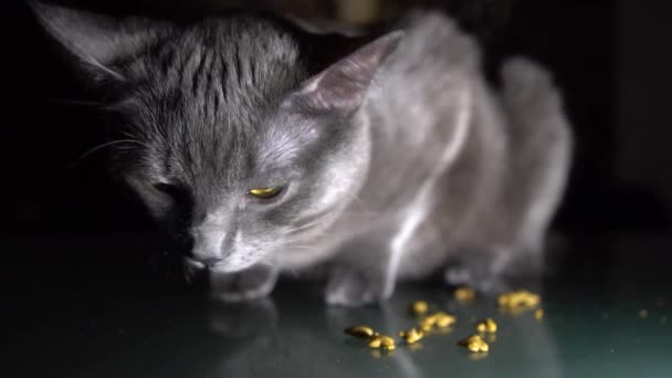クローズアップ スローモーション 空腹の灰色の猫は乾燥した食べ物を食べる — ストック動画